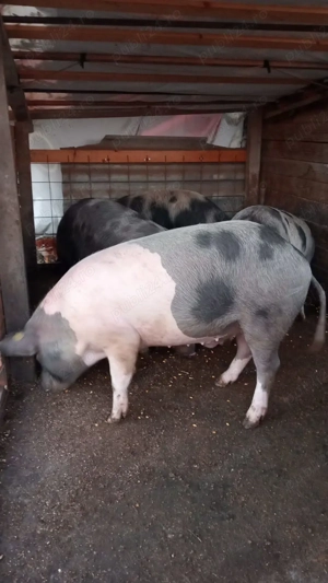 Vand porc de sacrificat - imagine 4