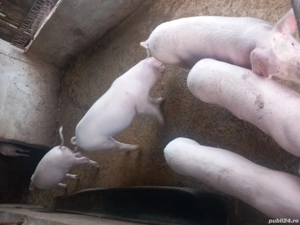 Porci de vânzare. - imagine 2