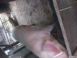 Porci de vânzare. - imagine 4