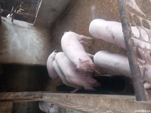 Porci de vânzare. - imagine 3