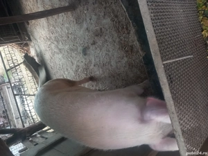 Porci de vânzare. - imagine 5