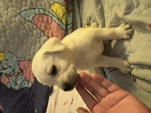 Pui labrador  deosebiți 