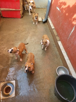  pui amstaf  - imagine 4