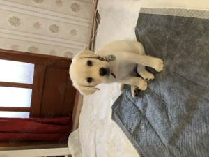 Pui labrador  deosebiți  - imagine 3