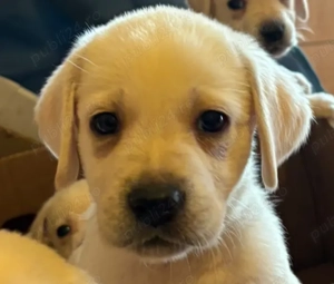 Pui labrador  deosebiți 