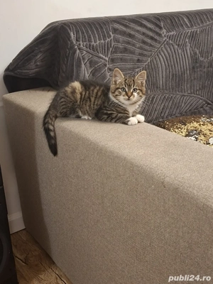 Norvegian de padure - imagine 3