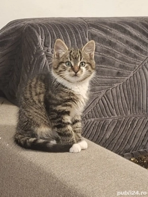 Norvegian de padure - imagine 2