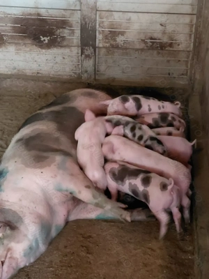 Purcei de vanzare.4 scrofite Landras+Pietran si 1 purcel Pic+ Duroc