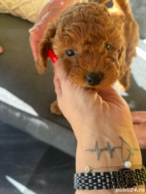 poodel toy - imagine 3