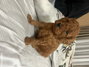 poodel toy - imagine 5