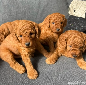 poodel toy - imagine 4