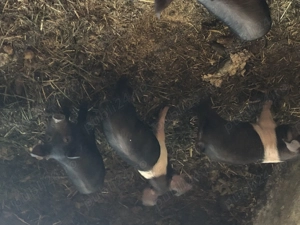 Vand purcei bazna, rasa pura, 7 saptamani