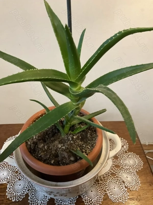 Aloe vera,tradescantia zebrina,yucca