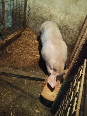 Purcea de vânzare pt Crăciun  - imagine 4