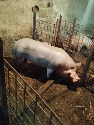 Purcea de vânzare pt Crăciun  - imagine 3