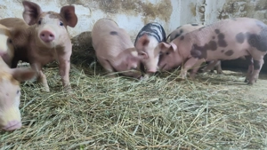 De vânzare, purcei 9 săptămâni 