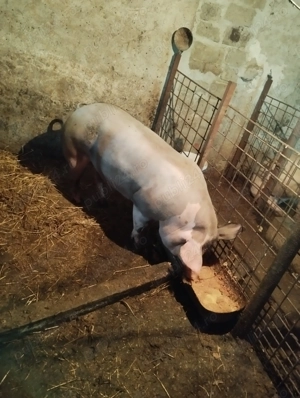 Purcea de vânzare pt Crăciun 