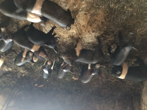 Vand purcei bazna, rasa pura, 7 saptamani - imagine 2