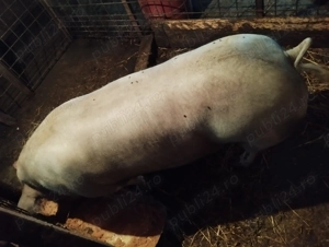 Vând porc pt Crăciun se arvuneaza din timp