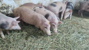 Purcei de vânzare, pereche sau bucată. - imagine 2