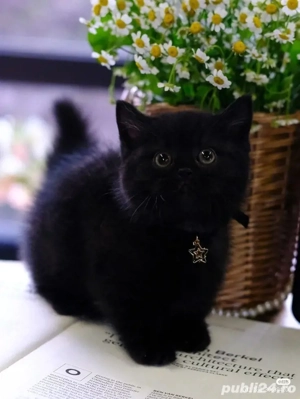 British shorthair black 