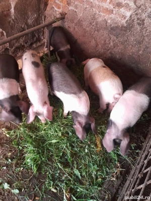 Vind 4 masculi castrati - imagine 2