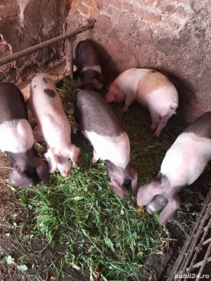 Vind 4 masculi castrati - imagine 3