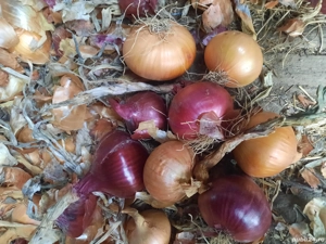 Vând ceapă alba și rosie