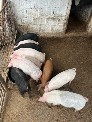 Vând purcei de 7 săptămâni  - imagine 5