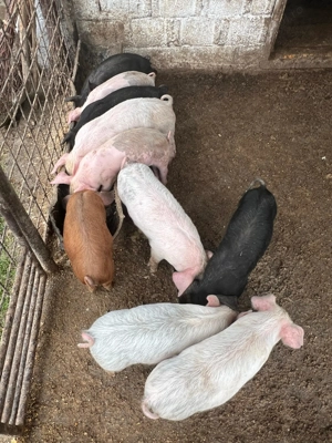 Vând purcei de 7 săptămâni 