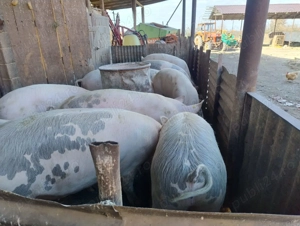 Vând porci - imagine 3