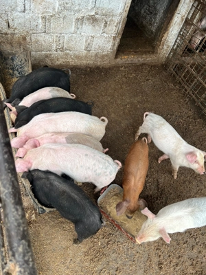 Vând purcei de 7 săptămâni  - imagine 3