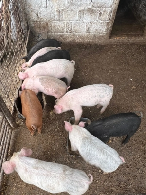 Vând purcei de 7 săptămâni  - imagine 2