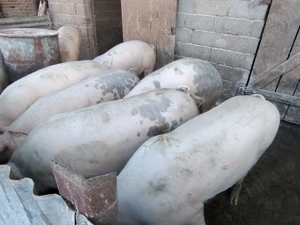 Vând porci - imagine 2