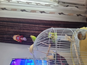 Perusi 2 masculi - imagine 3