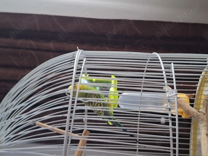 Perusi 2 masculi - imagine 2