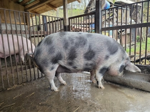 Purcea de vanzare pentru craciun  - imagine 2