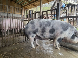 Purcea crescuta in gospodarie 