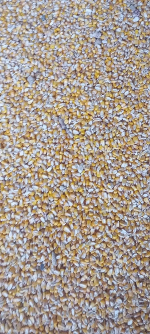 Vand porumb recolta 2025