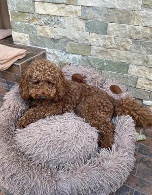 Pudel maro talie mica - imagine 3