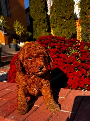 Pudel maro talie mica - imagine 2