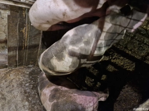 ptr arvunit si taiat  - imagine 2