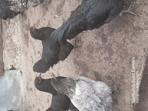 Pereche Australorp 