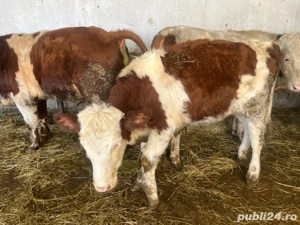 vand vițeaua - imagine 2