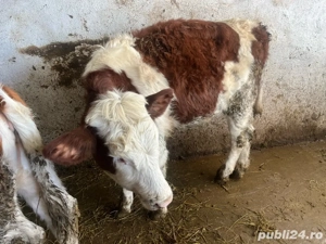 vand vițeaua - imagine 5