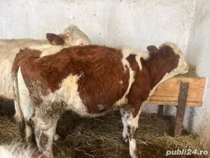 vand vițeaua - imagine 4