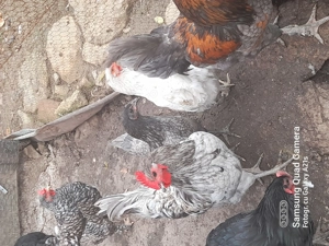 Pereche Australorp  - imagine 2