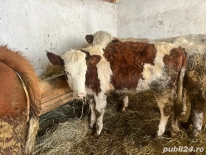 vand vițeaua - imagine 3