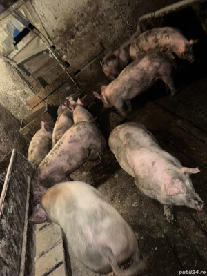 porci de vânzare 