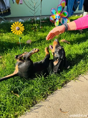 Vând teckel - imagine 2